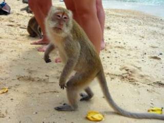 На популярном украинском курорте обезьяна покусала ребенка